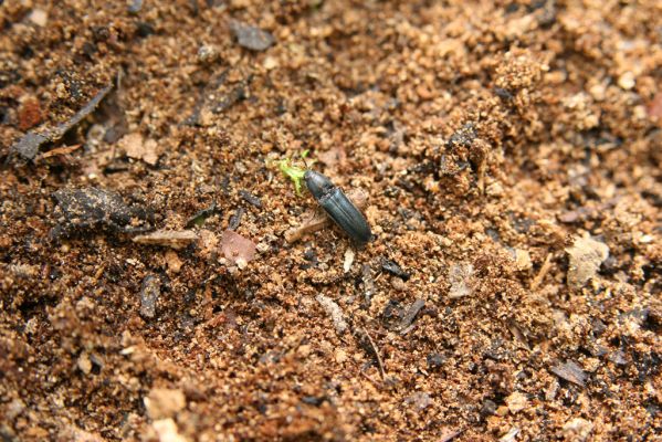 Horní Jiřetín, 24.4.2015
Jezeří, údolí Šramnického potoka. Jánský vrch. Kovařík Limoniscus violaceus.
Keywords: Horní Jiřetín Jánský vrch Limoniscus violaceus