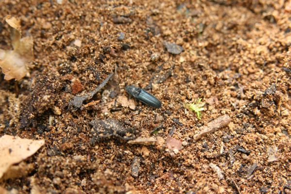 Horní Jiřetín, 24.4.2015
Jezeří, údolí Šramnického potoka. Jánský vrch. Kovařík Limoniscus violaceus.
Schlüsselwörter: Horní Jiřetín Jánský vrch Limoniscus violaceus