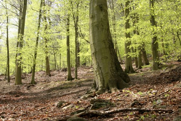 Horní Jiřetín, 24.4.2015
Jezeří, údolí Šramnického potoka. Jánský vrch.
Schlüsselwörter: Horní Jiřetín Jánský vrch Limoniscus violaceus Ischnodes sanguinicollis