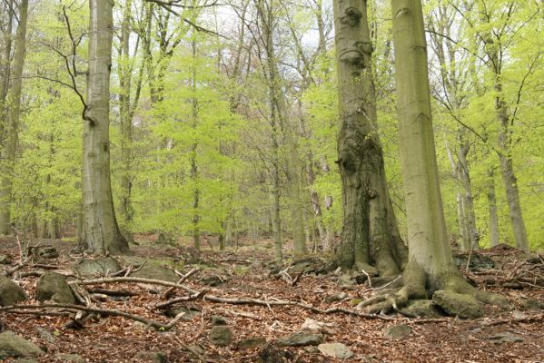 Horní Jiřetín, 24.4.2015
Jezeří, údolí Šramnického potoka. Jánský vrch.
Schlüsselwörter: Horní Jiřetín Jánský vrch Limoniscus violaceus Ischnodes sanguinicollis