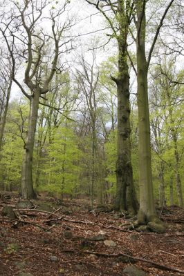 Horní Jiřetín, 24.4.2015
Jezeří, údolí Šramnického potoka. Jánský vrch.
Klíčová slova: Horní Jiřetín Šramnický potok Jánský vrch