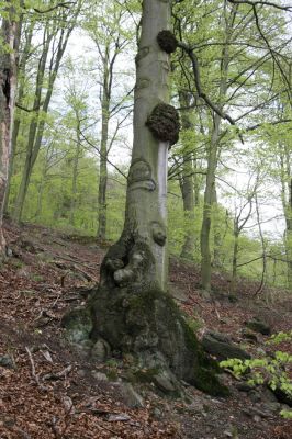 Horní Jiřetín, 24.4.2015
Jezeří, údolí Šramnického potoka. Jánský vrch.
Klíčová slova: Horní Jiřetín Šramnický potok Jánský vrch