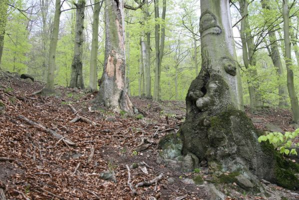 Horní Jiřetín, 24.4.2015
Jezeří, údolí Šramnického potoka. Jánský vrch.
Schlüsselwörter: Horní Jiřetín Šramnický potok Jánský vrch