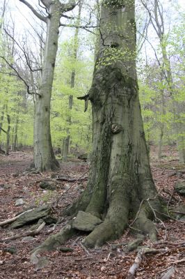 Horní Jiřetín, 24.4.2015
Jezeří, údolí Šramnického potoka. Jánský vrch.
Klíčová slova: Horní Jiřetín Jánský vrch Limoniscus violaceus Ischnodes sanguinicollis