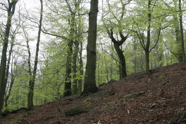 Horní Jiřetín, 24.4.2015
Jezeří, údolí Šramnického potoka. Jánský vrch.
Schlüsselwörter: Horní Jiřetín Jánský vrch Limoniscus violaceus Ischnodes sanguinicollis