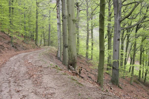 Horní Jiřetín, 24.4.2015
Jezeří, Jánský vrch.
Klíčová slova: Horní Jiřetín Jezeří Jánský vrch