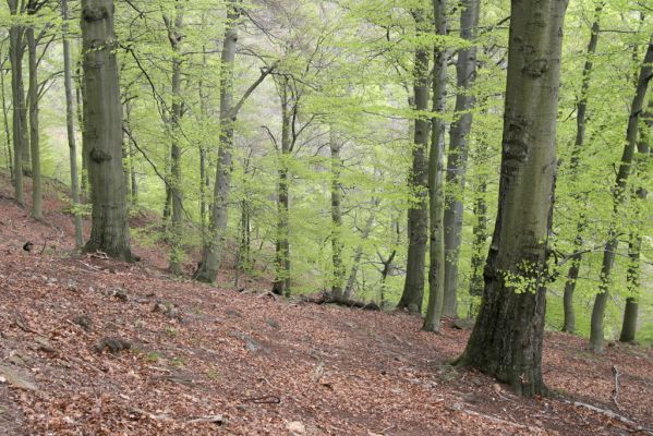 Horní Jiřetín, 24.4.2015
Jezeří, Jánský vrch.
Klíčová slova: Horní Jiřetín Jezeří Jánský vrch Limoniscus violaceus Ischnodes sanguinicollis