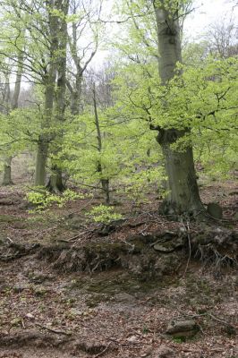 Horní Jiřetín, 24.4.2015
Jezeří, Jánský vrch.
Klíčová slova: Horní Jiřetín Jezeří Jánský vrch
