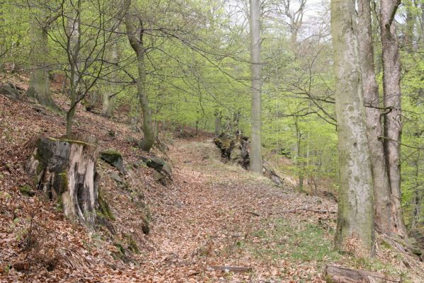 Horní Jiřetín, 24.4.2015
Jezeří, Jánský vrch.
Klíčová slova: Horní Jiřetín Jezeří Jánský vrch