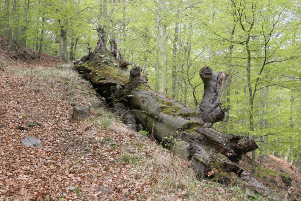 Horní Jiřetín, 24.4.2015
Jezeří, Jánský vrch.
Schlüsselwörter: Horní Jiřetín Jezeří Jánský vrch