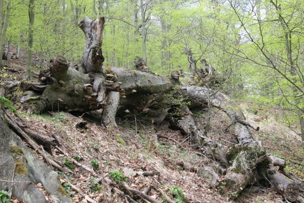 Horní Jiřetín, 24.4.2015
Jezeří, Jánský vrch.
Schlüsselwörter: Horní Jiřetín Jezeří Jánský vrch