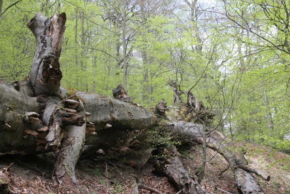 Horní Jiřetín, 24.4.2015
Jezeří, Jánský vrch.
Klíčová slova: Horní Jiřetín Jezeří Jánský vrch