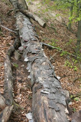 Horní Jiřetín, 24.4.2015
Jezeří, Jánský vrch.
Klíčová slova: Horní Jiřetín Jezeří Jánský vrch