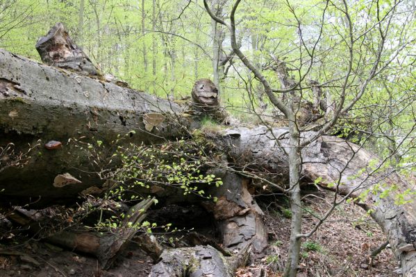 Horní Jiřetín, 24.4.2015
Jezeří, Jánský vrch.
Klíčová slova: Horní Jiřetín Jezeří Jánský vrch