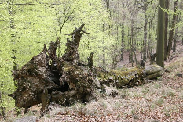 Horní Jiřetín, 24.4.2015
Jezeří, Jánský vrch.
Klíčová slova: Horní Jiřetín Jezeří Jánský vrch