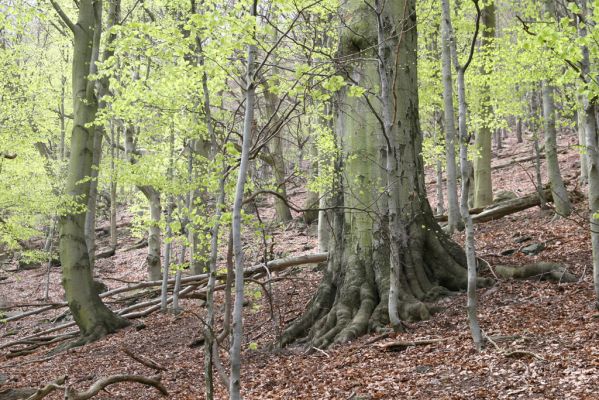 Horní Jiřetín, 24.4.2015
Jezeří, Jánský vrch.
Klíčová slova: Horní Jiřetín Jezeří Jánský vrch