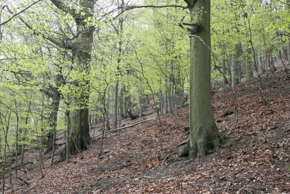 Horní Jiřetín, 24.4.2015
Jezeří, Jánský vrch.
Klíčová slova: Horní Jiřetín Jezeří Jánský vrch
