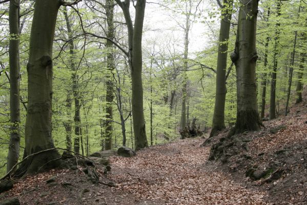 Horní Jiřetín, 24.4.2015
Jezeří, Jánský vrch.
Klíčová slova: Horní Jiřetín Jezeří Jánský vrch