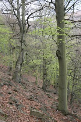 Horní Jiřetín, 24.4.2015
Jezeří, Jánský vrch.
Klíčová slova: Horní Jiřetín Jezeří Jánský vrch