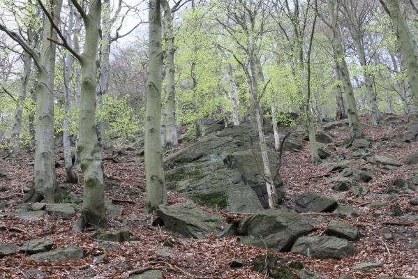 Horní Jiřetín, 24.4.2015
Jezeří, Jánský vrch.
Klíčová slova: Horní Jiřetín Jezeří Jánský vrch