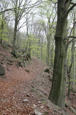 Horní Jiřetín, 24.4.2015
Jezeří, Jánský vrch.
Klíčová slova: Horní Jiřetín Jezeří Jánský vrch