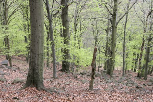 Horní Jiřetín, 24.4.2015
Jezeří, Jánský vrch.
Klíčová slova: Horní Jiřetín Jezeří Jánský vrch