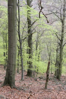 Horní Jiřetín, 24.4.2015
Jezeří, Jánský vrch.
Klíčová slova: Horní Jiřetín Jezeří Jánský vrch