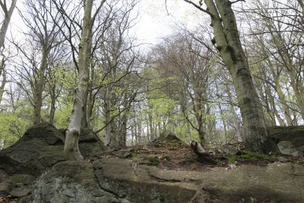 Horní Jiřetín, 24.4.2015
Jezeří, Jánský vrch.
Klíčová slova: Horní Jiřetín Jezeří Jánský vrch