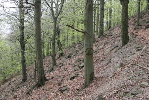 Horní Jiřetín, 24.4.2015
Jezeří, Jánský vrch.
Klíčová slova: Horní Jiřetín Jezeří Jánský vrch