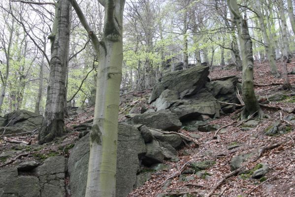 Horní Jiřetín, 24.4.2015
Jezeří, Jánský vrch.
Klíčová slova: Horní Jiřetín Jezeří Jánský vrch