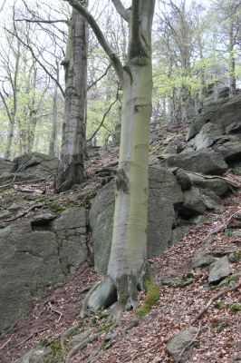 Horní Jiřetín, 24.4.2015
Jezeří, Jánský vrch.
Klíčová slova: Horní Jiřetín Jezeří Jánský vrch