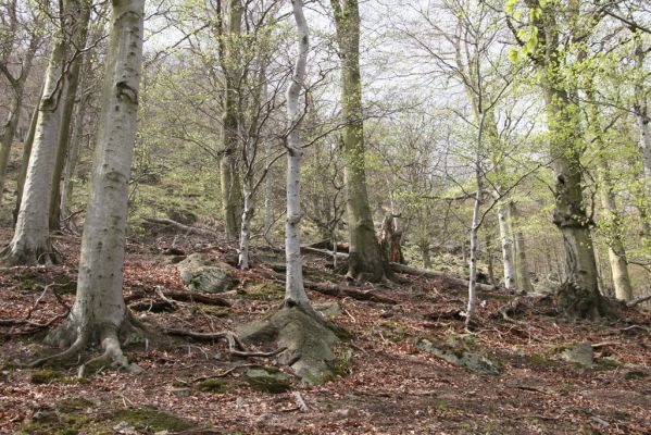 Horní Jiřetín, 24.4.2015
Jezeří, Jánský vrch.
Klíčová slova: Horní Jiřetín Jezeří Jánský vrch