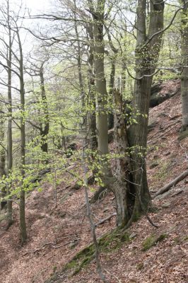 Horní Jiřetín, 24.4.2015
Jezeří, Jánský vrch.
Klíčová slova: Horní Jiřetín Jezeří Jánský vrch