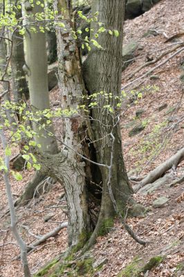 Horní Jiřetín, 24.4.2015
Jezeří, Jánský vrch.
Keywords: Horní Jiřetín Jezeří Jánský vrch