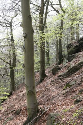 Horní Jiřetín, 24.4.2015
Jezeří, Jánský vrch.
Klíčová slova: Horní Jiřetín Jezeří Jánský vrch