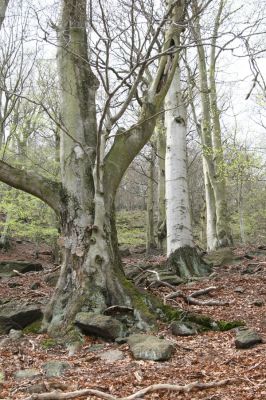 Horní Jiřetín, 24.4.2015
Jezeří, Jánský vrch.
Mots-clés: Horní Jiřetín Jezeří Jánský vrch