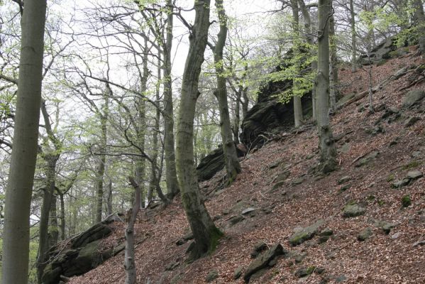 Horní Jiřetín, 24.4.2015
Jezeří, Jánský vrch.
Mots-clés: Horní Jiřetín Jezeří Jánský vrch