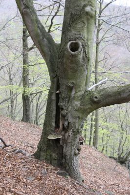 Horní Jiřetín, 24.4.2015
Jezeří, Jánský vrch.
Klíčová slova: Horní Jiřetín Jezeří Jánský vrch