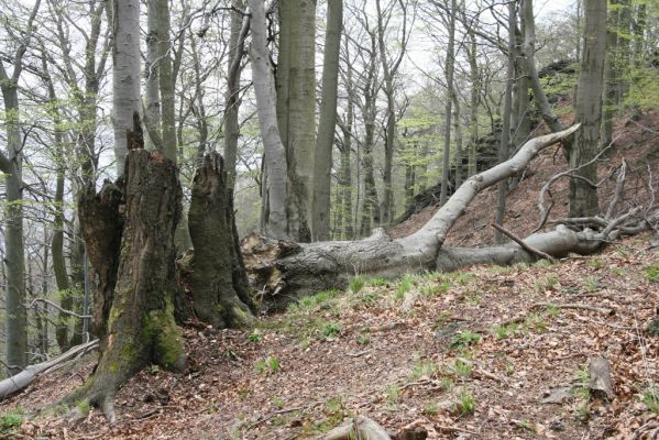 Horní Jiřetín, 24.4.2015
Jezeří, Jánský vrch.
Klíčová slova: Horní Jiřetín Jezeří Jánský vrch