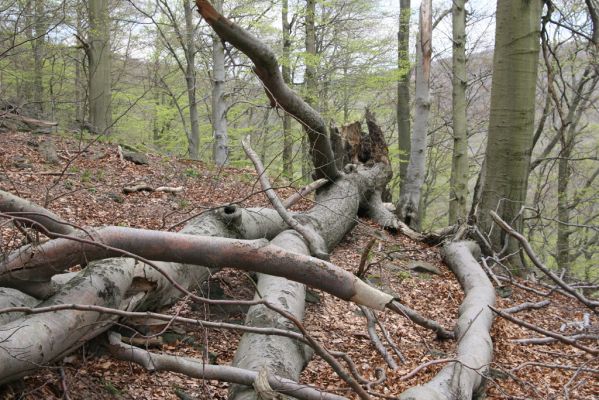 Horní Jiřetín, 24.4.2015
Jezeří, Jánský vrch.
Schlüsselwörter: Horní Jiřetín Jezeří Jánský vrch