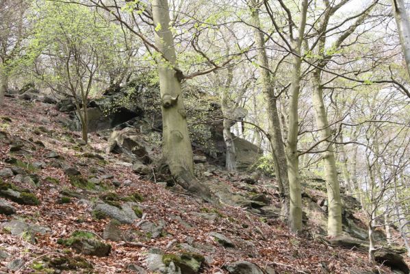 Horní Jiřetín, 24.4.2015
Jezeří, Jánský vrch.
Klíčová slova: Horní Jiřetín Jezeří Jánský vrch