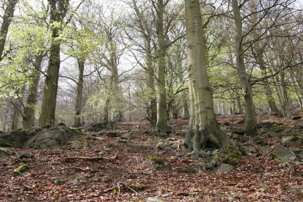 Horní Jiřetín, 24.4.2015
Jezeří, Jánský vrch.
Klíčová slova: Horní Jiřetín Jezeří Jánský vrch