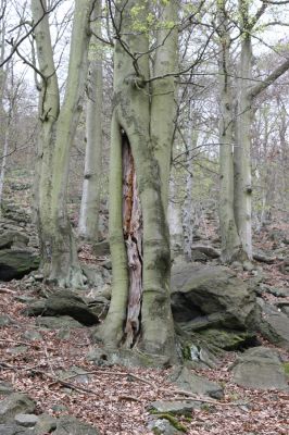 Horní Jiřetín, 24.4.2015
Jezeří, Jánský vrch.
Klíčová slova: Horní Jiřetín Jezeří Jánský vrch