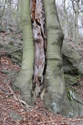 Horní Jiřetín, 24.4.2015
Jezeří, Jánský vrch.
Klíčová slova: Horní Jiřetín Jezeří Jánský vrch