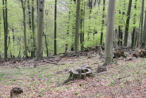 Horní Jiřetín, 24.4.2015
Jezeří, Jánský vrch.
Klíčová slova: Horní Jiřetín Jezeří Jánský vrch