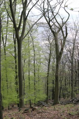 Horní Jiřetín, 24.4.2015
Jezeří, Jánský vrch.
Klíčová slova: Horní Jiřetín Jezeří Jánský vrch