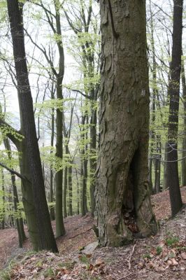 Horní Jiřetín, 24.4.2015
Jezeří, Jánský vrch.
Klíčová slova: Horní Jiřetín Jezeří Jánský vrch