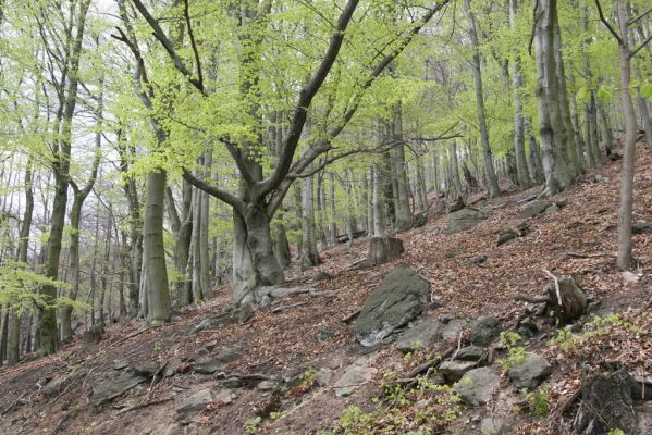 Horní Jiřetín, 24.4.2015
Jezeří, Jánský vrch.
Klíčová slova: Horní Jiřetín Jezeří Jánský vrch