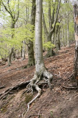 Horní Jiřetín, 24.4.2015
Jezeří, Jánský vrch.
Klíčová slova: Horní Jiřetín Jezeří Jánský vrch