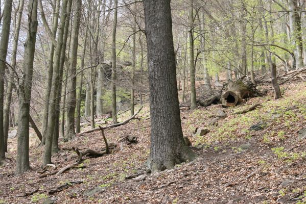 Horní Jiřetín, 24.4.2015
Jezeří, Jánský vrch.
Klíčová slova: Horní Jiřetín Jezeří Jánský vrch